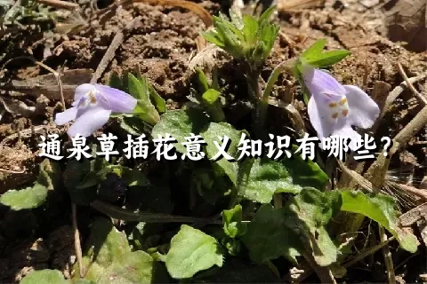 通泉草插花意义知识有哪些？