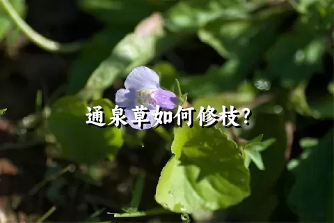 通泉草如何修枝？