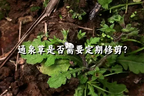 通泉草是否需要定期修剪？