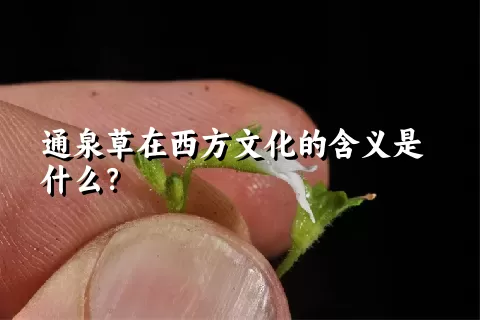 通泉草在西方文化的含义是什么？