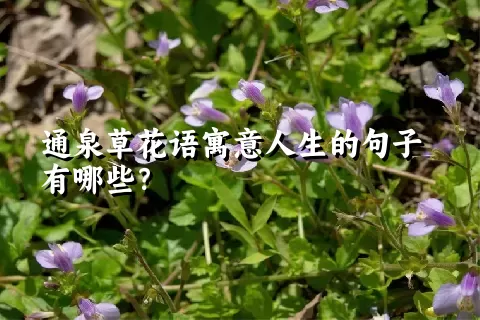 通泉草花语寓意人生的句子有哪些？