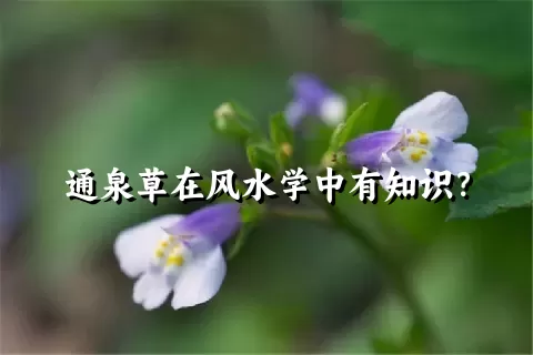 通泉草在风水学中有知识？