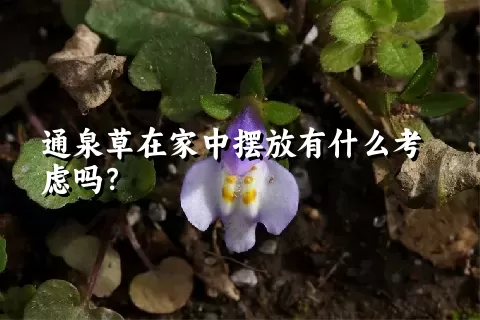 通泉草在家中摆放有什么考虑吗？