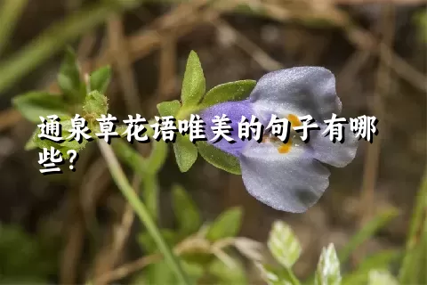 通泉草花语唯美的句子有哪些？