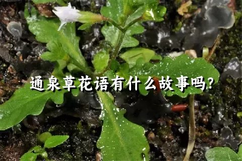 通泉草花语有什么故事吗？