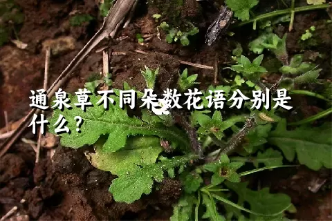 通泉草不同朵数花语分别是什么？