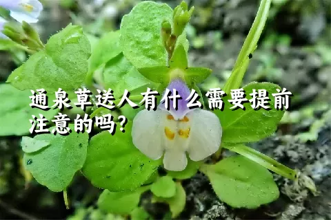 通泉草送人有什么需要提前注意的吗？