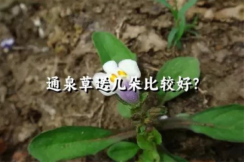 通泉草送几朵比较好？