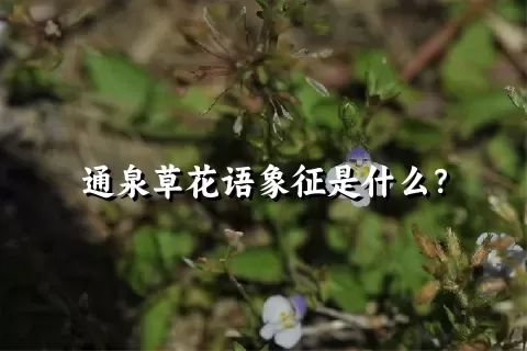 通泉草花语象征是什么？