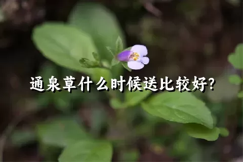 通泉草什么时候送比较好？