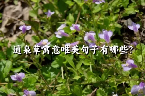 通泉草寓意唯美句子有哪些？