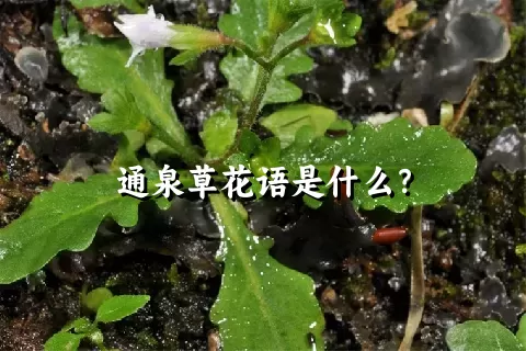 通泉草花语是什么？