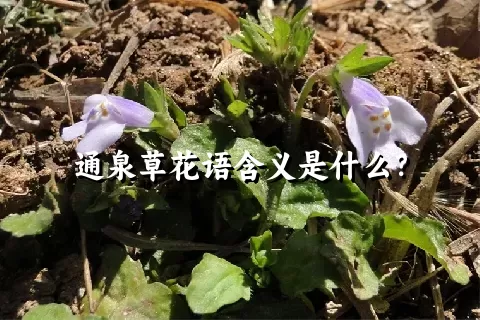 通泉草花语含义是什么？