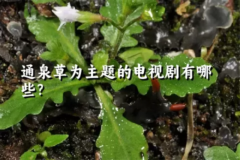 通泉草为主题的电视剧有哪些？