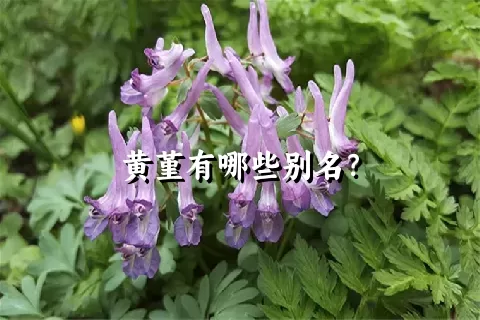 黄堇有哪些别名？