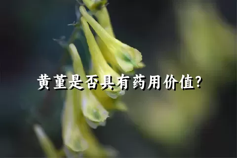 黄堇是否具有药用价值？