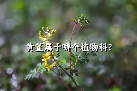 黄堇属于哪个植物科？