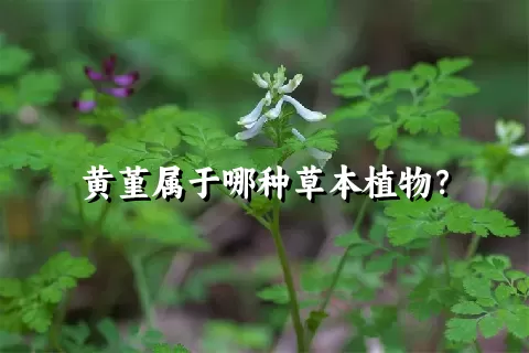 黄堇属于哪种草本植物？