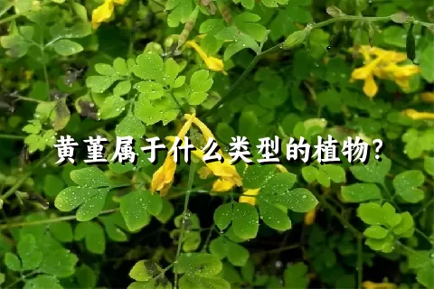 黄堇属于什么类型的植物？