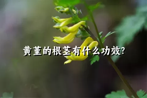 黄堇的根茎有什么功效？