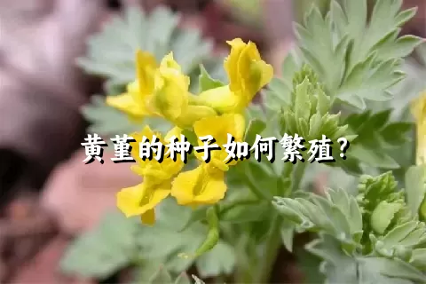 黄堇的种子如何繁殖？