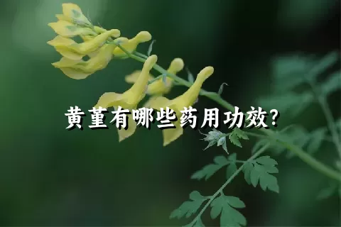 黄堇有哪些药用功效？