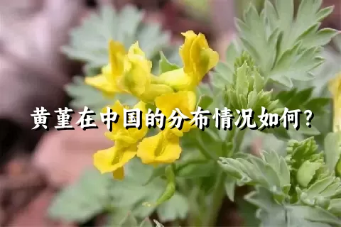 黄堇在中国的分布情况如何？