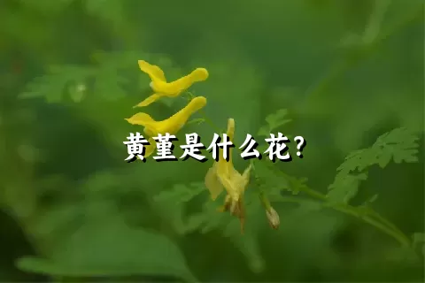 黄堇是什么花？