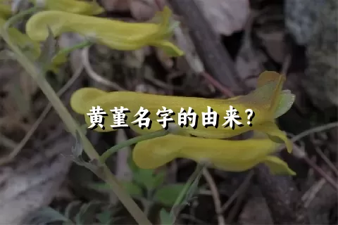 黄堇名字的由来？