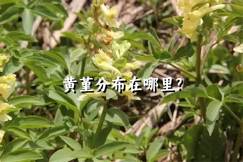 黄堇分布在哪里?