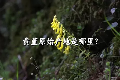 黄堇原始产地是哪里？