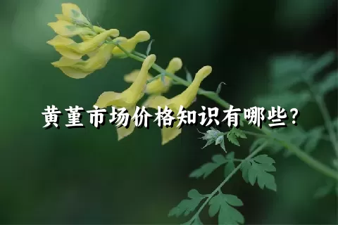 黄堇市场价格知识有哪些？