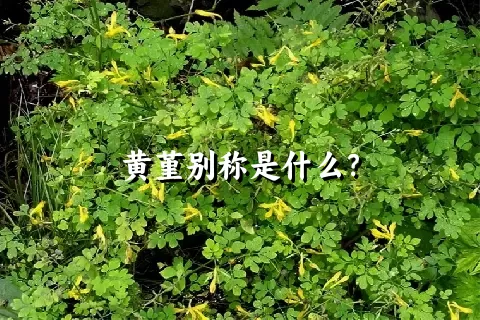 黄堇别称是什么？