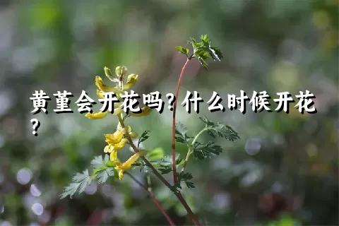 黄堇会开花吗？什么时候开花？