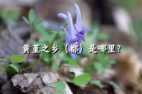 黄堇之乡（都）是哪里？