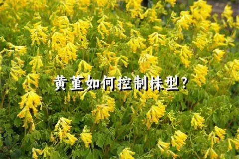 黄堇如何控制株型？