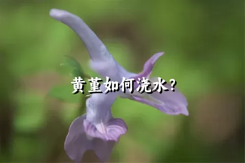 黄堇如何浇水？