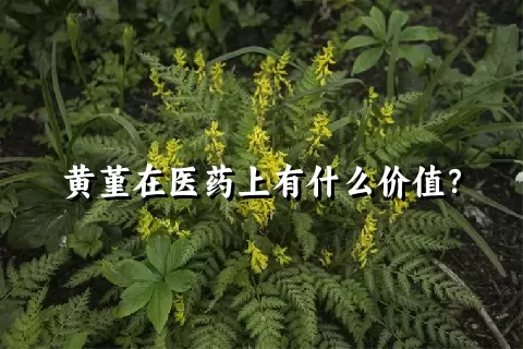 黄堇在医药上有什么价值？