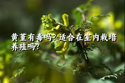 黄堇有毒吗？适合在室内栽培养殖吗？