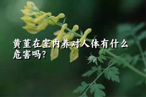 黄堇在室内养对人体有什么危害吗？