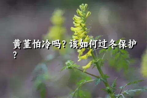 黄堇怕冷吗？该如何过冬保护？