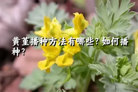 黄堇播种方法有哪些？如何播种？