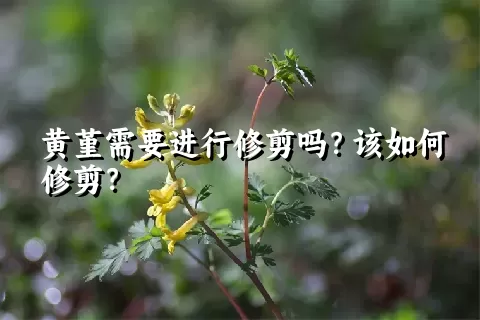 黄堇需要进行修剪吗？该如何修剪？