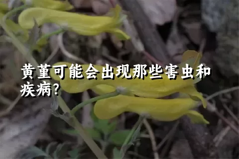 黄堇可能会出现那些害虫和疾病？