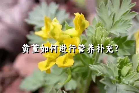 黄堇如何进行营养补充？