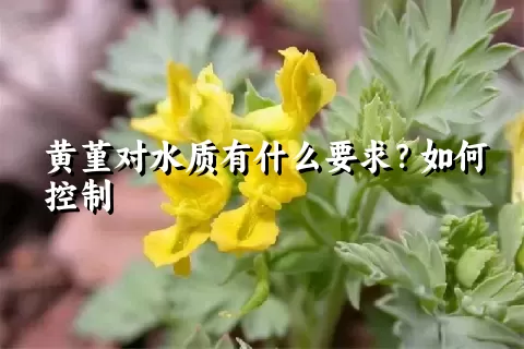 黄堇对水质有什么要求？如何控制