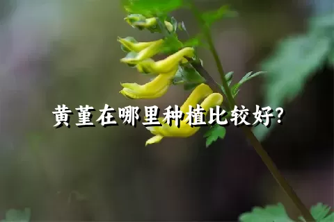 黄堇在哪里种植比较好？