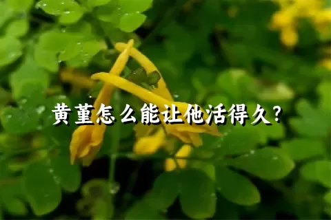 黄堇怎么能让他活得久？