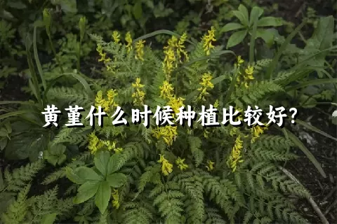 黄堇什么时候种植比较好？