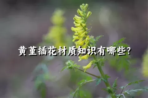 黄堇插花材质知识有哪些？